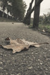 Fallen leaf in autumn