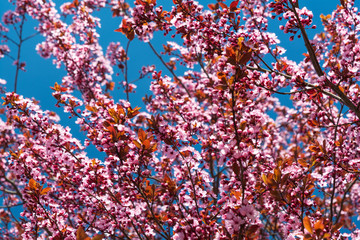 Wall Mural - Cherry blossom in full bloom. Spring background. Soft focus