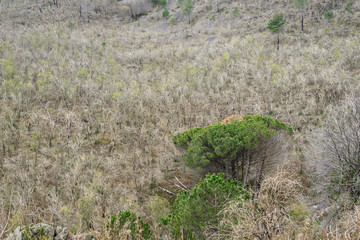 Naples, Italy - March 2020 A team of people trekking on the mountain close to Vesuvius Volcano to discover the beauty of nature and sense of a team.