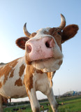Fototapeta Zwierzęta - Close-up portrait of a cow.