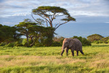 Fototapeta Sawanna - Mount Kilimanjaro