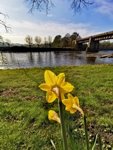 Daffodils On Bank Of The River Ribble, Preston 