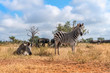 Nice zebras in Kruger National Park, South Africa