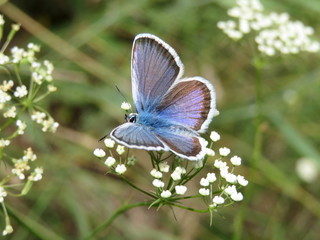 Butterfly on a white flowers close-up. Common blue butterfly on spring meadow, beauty of nature