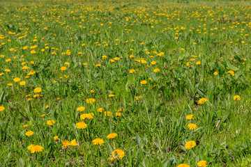 Canvas Print - Green meadow covered with yellow dandelions at spring