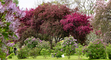 Fushia Blossom Tree
