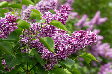 Wall Mural - Lilacs Purple and White