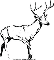 hand drawn elk. vector isolated on a transparent background