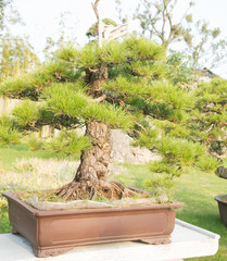 Pine bonsai in the basin garden of Nantong, China