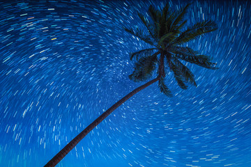 Wall Mural - coconut palm trees with star rail on night sky.