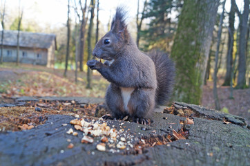 Squirrel with black fluffy fur sits on a stump covered with green moss in the park