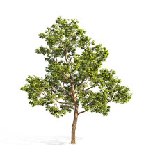 Realistic Tree On A White Background. 3d Illustration