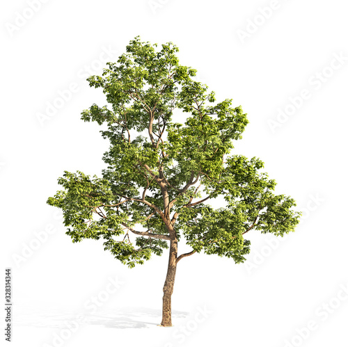 Fotomural Realistic tree on a white background. 3d illustration