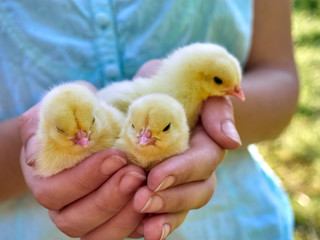 Small chicks in the hands.