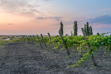 Wall Mural - Beautiful Vineyard rows at sunset with trees in the background in Europe. Vineyards at sunset with beautiful sky