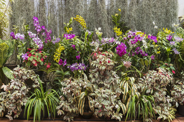  Peradeniya Botanical Gardens Kandy Sri Lanka: display of orchids and other tropical plants.