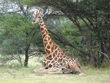 Giraffa Camelopardalis Angolensis