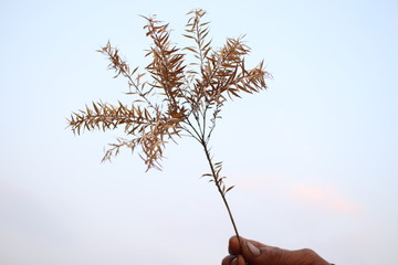 natural blue background leaf picture