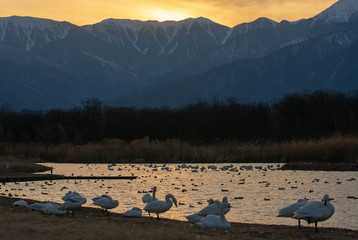 Wall Mural - 夕方の御宝田遊水地の白鳥と山