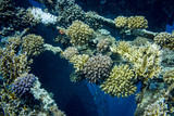 Fototapeta Do akwarium - corail 4