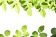 green leaves isolated on white background