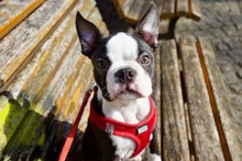 Sweet Black And White Young Boston Terrier Puppy In Red Modern Harness Outdoors