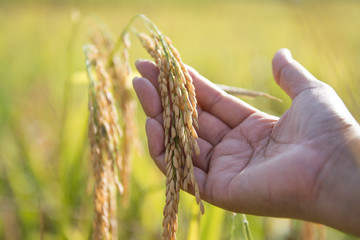 Hand holding yellow paddy rice in the field.