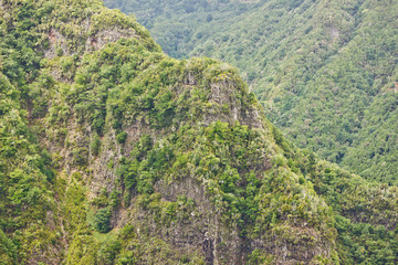 Sticker - Forest top view background. Green aerial nature texture. Panoramic treetop pattern. Woods from above. Mountain hill Madeira landscape.