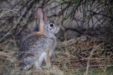 Wall Mural - Desert Cottontail in the brush