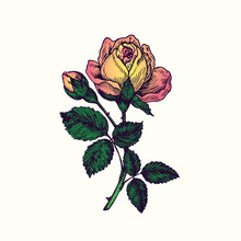Rose Yellow-pink Flower, Stem With Thorns, Leaves And Blosom, Hand Drawn Doodle, Drawing In Gravure Style, Sketch Illustration, Design Element