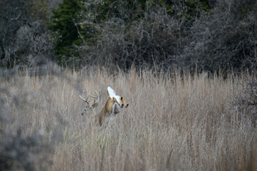 Whitetail Buck leaping in the grass