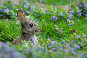 Wall Mural - European rabbit (Oryctolagus cuniculus) appearing from burrow entrance in meadow with wildflowers in spring