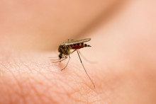 Mosquito Sucks Blood On The Arm, Annoying Pest, Harmful Insect