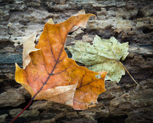 Intimate Autumn Macro Of Fallen Log And Maple Leaf.