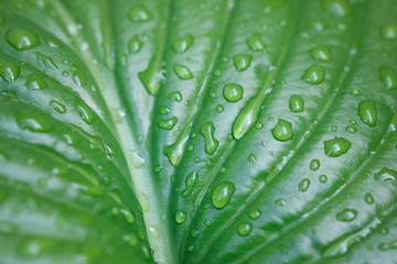 Wall Mural - large leaf with water drops.Large beautiful drops of transparent rain water on a green leaf macro.  Beautiful leaf texture in nature. Natural background.