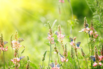 Wall Mural - pink flowers on green background with blue butterflies, natural beautiful background , with soft yellow sun, behind the light