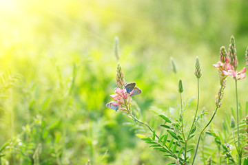 Wall Mural - pink flowers on green background with blue butterflies, natural beautiful background , with soft yellow sun, behind the light