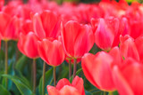 Fototapeta Tulipany - Closeup of pink tulips flowers with green leaves in the park outdoor.