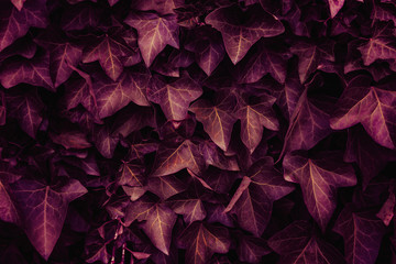 many grunge leaf closeup background