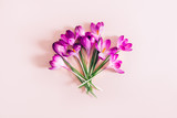 Fototapeta Tulipany - Layout from crocus flowers