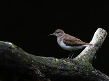 Sandpiper, Actitis Hypoleucos, Brown, White Common Sandpiper, Sits On A Wooden Branch. Close Up, Portrait Shot With Black Background, Place For Lettering, Text, Copy Space.