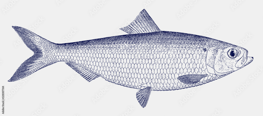 Male blueback herring or shad, alosa aestivalis, a threatened fish from the east coast of North America in side view - obrazy, fototapety, plakaty 