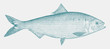 Male American shad alosa sapidissima, marine fish from the North American Atlantic coast in side view