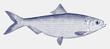 Male blueback herring shad alosa aestivalis, threatened marine fish from the east coast of North America