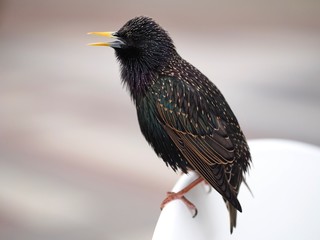 Canvas Print - Perched Starling 