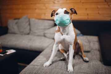 Amstaff dog puts a protective mask on his face. American stafford with a medicine mask. Funny and absurd photo