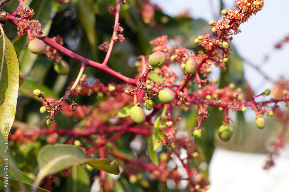 Mango Form mango trees are flowering and are starting to form into fruit Stock ...