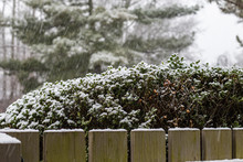 Backyard Scene Looking Over The Wooden Fence To See The Snowy Shrubs And Pine Trees.