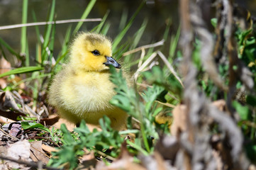 Canvas Print - Newborn Gosling Resting Quietly on the Soft Green Grass