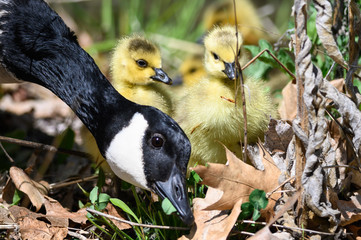 Canvas Print - Newborn Goslings Learning Under the Watchful Eye of Mother